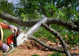 Best Storm Damage Tree Cleanup  in Elmwood, IL