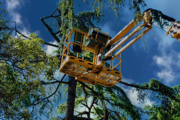 Best Tree Preservation Services  in Elmwood, IL
