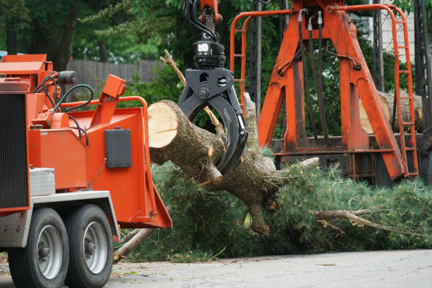Best Hazardous Tree Removal  in Elmwood, IL