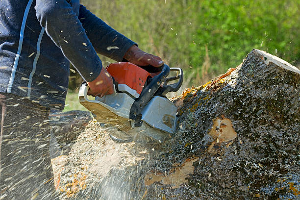 Best Organic Lawn Care Solutions  in Elmwood, IL